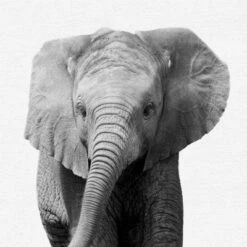 Black And White Nursery Safari - 4 Piece Framed Gallery Wall Set - Americanflat With Mat -Baby Trend Store GUEST 8d7eaf7a b03f 485e 8a80 f7f65ca02f1e